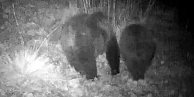 Imagini inedite surprinse noaptea, in Parcul National Retezat. Vedetele au fost doi ursi VIDEO
