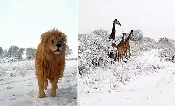 Imagini unice in Africa de Sud cu animalele salbatice dupa ce ninsorile au pus stapanire pe intreaga tara