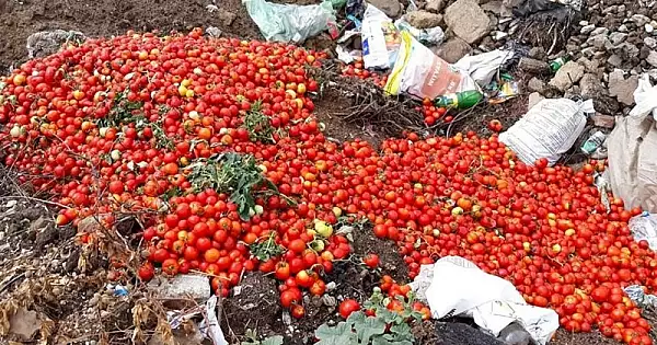 Imagini virale cu fermierii romani care arunca tone de rosii din cauza pretului derizoriu. Programul ,,Tomata" saraceste micii producatori VIDEO