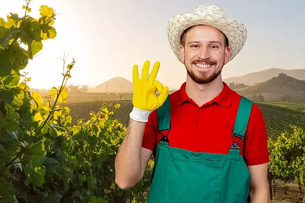 In ce luna se planteaza vita-de-vie toamna. Schema agricultorilor pentru recolte bogate