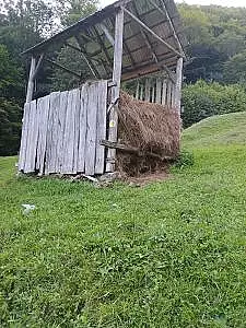 IN MARAMURES – Turisti atacati de bivoli . A fost nevoie de interventia Salvamont