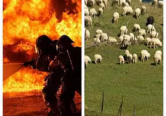 Incendiu cumplit in Botosani. Peste 200 de oi au murit, dupa ce au fost cuprinse de flacari
