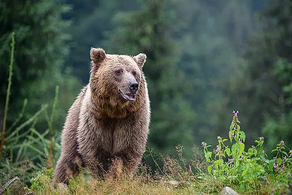 Inconstienta uriasa, chiar si dupa tragedia de la Jepii Mici. Doi tineri, atacati de urs in timp ii dadeau de mancare si se filmau