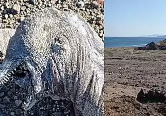 Incredibil ce s-a gasit pe o plaja din Egipt! O creatura bizara marina a socat o lume intreaga: "Corpul era lung" / FOTO