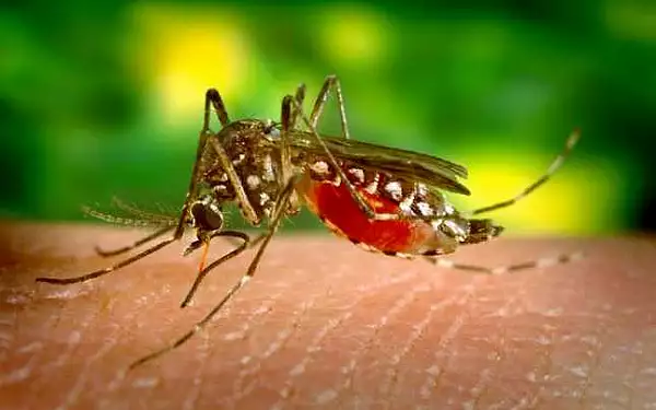 Infectia cu virusul West Nile: 18 cazuri noi, confirmate in perioada 1 - 9 septembrie