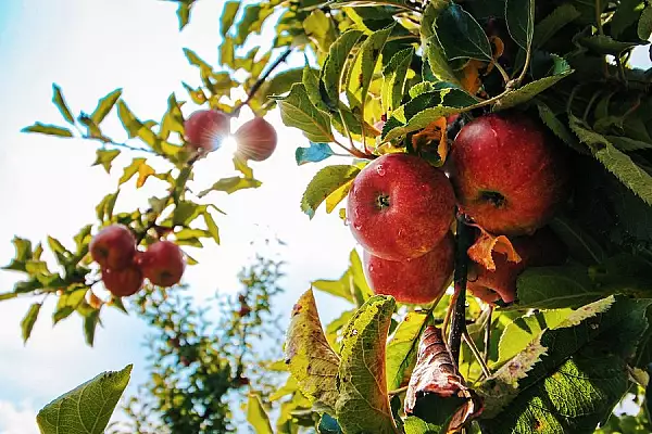 Ingrijirea corecta a pomilor fructiferi pentru o livada bogata. Greseala pe care trebuie sa o eviti