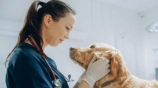 initiativa-inedita-de-ziua-nationala-a-medicului-veterinar-costa-mult-sa-salveze-un-caine-sau-o-pisica-in-romania-chiar-daca-nu-este-grav-bolnav.webp