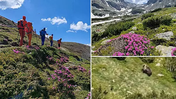 Intalnire neasteptata cu o familie mare de ursi, in Muntii Parang. Reactia animalelor salbatice VIDEO