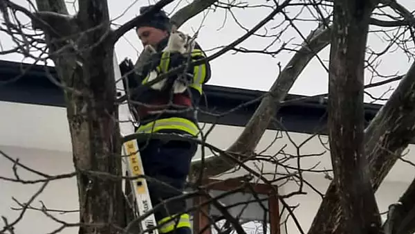 Interventie inedita a pompierilor din Satu Mare. Au salvat o pisicuta catarata intr-un copac FOTO