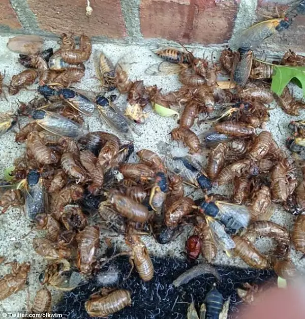 Invazie de cicade in SUA! Autoritatile gata sa declare stare de alerta: Vor cadea ca bombele