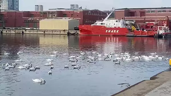 Invazie de lebede in portul Constanta. Avertismentul biologilor, cu ce nu trebuie hranite sub nicio forma VIDEO