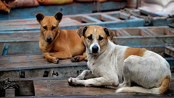 Iubitorii de animale din Turcia sunt in soc: Guvernul si-a propus eutanasierea cainilor vagabonzi care nu sunt adoptati