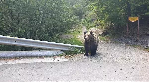 Jandarmii, solicitati de 18 ori in ultima saptamana in Harghita pentru alungarea ursilor din zonele locuite