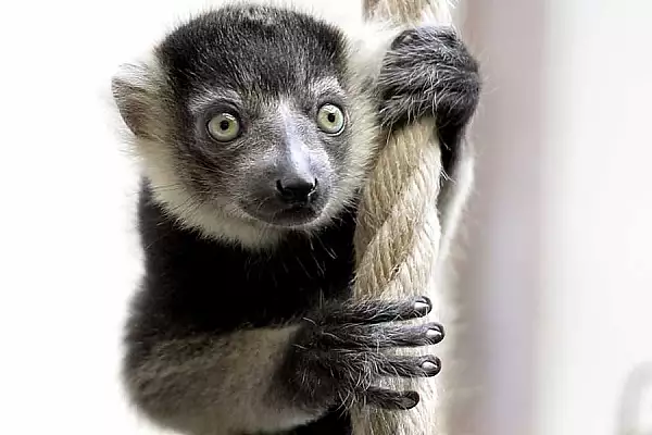 Lemur de Madagascar de la Gradina Zoologica din Calarasi, furat de un tanar. Animalul a fost gasit intr-un imobil abandonat, legat de picioare 