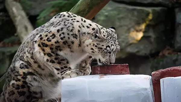 "Locatar" nou la ZOO Sibiu: Leopardul de Amur - VIDEO