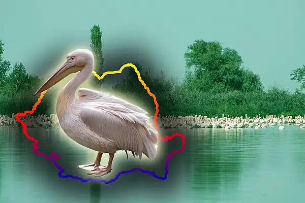 Locul din Romania care este paradisul pelicanilor. Este un spectacol total, ai fost aici?