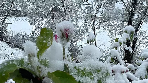 Locul din Romania unde a nins in mijlocul lui aprilie. Stratul gros de zapada a acoperit florile rasarite