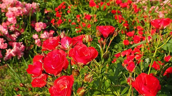locul-unde-se-afla-paradisul-trandafirilor-turistii-sunt-asteptati-sa-admire-peste-100-de-soiuri-de-flori.webp