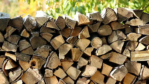 MAFIA lemnelor, destructurata! Perchezitii de amploare intr-un dosar de delapidare, fals, taiere fara drept de arbori si furt de arbori