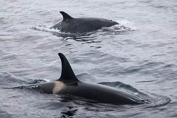 mai-multe-balene-ucigase-au-scufundat-un-iaht-in-stramtoarea-gibraltar-ce-spun-cercetatorii-despre-comportamentul-orcilor.webp