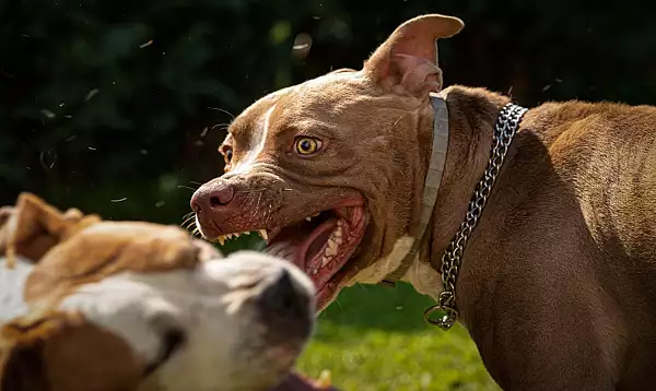 Mai multi caini de lupta si atac, depistati intr-un tarc improvizat din Baia Mare. Animalele erau detinute ilegal