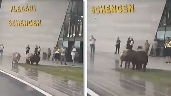 mai-multi-porci-surprinsi-in-timp-ce-pasteau-in-fata-aeroportului-timisoara-la-terminalul-plecari-schengen-video.webp