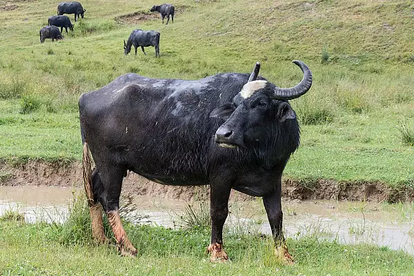 Maramures: Un grup de turisti au cerut ajutorul autoritatilor dupa ce au intalnit pe un traseu bivoli care au devenit agresivi