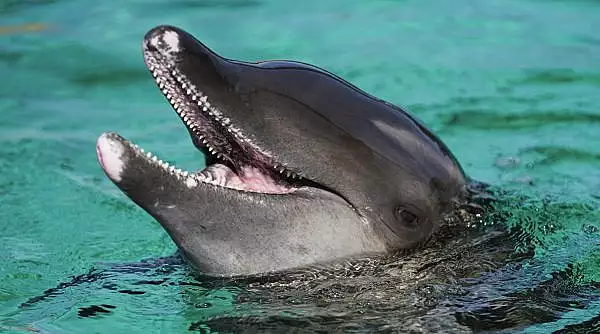 Masacrul delfinilor in Insulele Feroe. Vanatorii au ucis cu cutitul 2% din populatia de mamifere marine din Atlantic