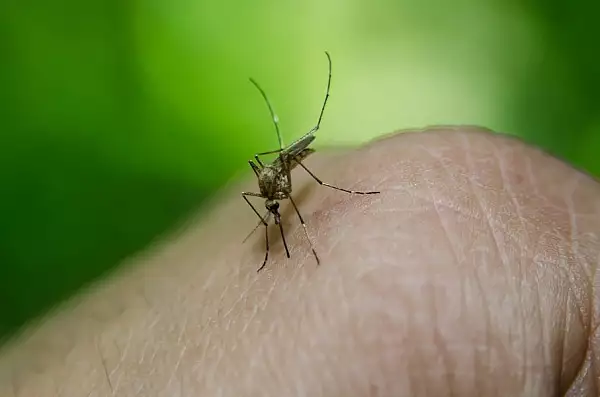 Masuri pentru reducerea pericolului infectarii cu virusul West Nile. Nicusor Dan: ,,Intervenim cu tratamente de combatere a tantarilor" VIDEO