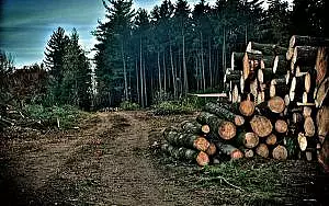 Material lemnos confiscat de politisti in Cicarlau si Prislop