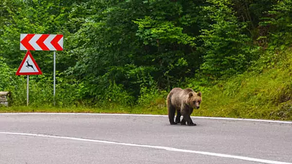 Mesaj RO-Alert catre localnicii si turistii din Busteni. Un urs a intrat in oras si exista riscul sa atace