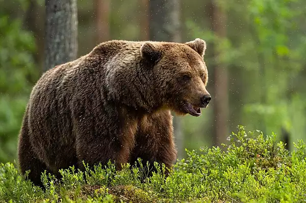 Mesaj Ro-Alert: Un urs a fost vazut in zona turistica Valea Avrigului