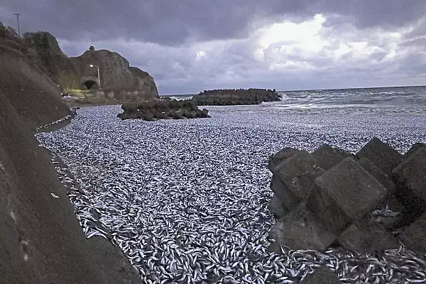 Mii de tone de sardine moarte au esuat pe o plaja din nordul Japoniei. Cauzele sunt necunoscute