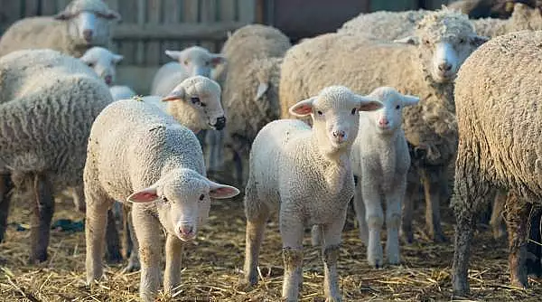 Ministrul Agriculturii vrea sa opreasca transportul de oi din cauza pestei ovinelor