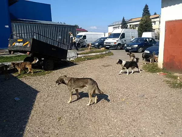 Mircea Kivu: Nimeni nu a amendat proprietarii cainilor nesterilizati din Bucuresti