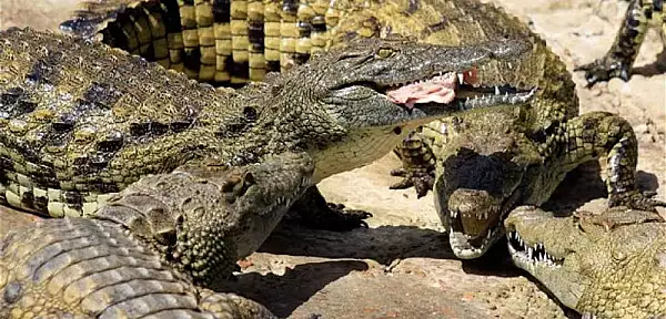 Moarte oribila pentru un cambodgian: a fost devorat de zeci de crocodili