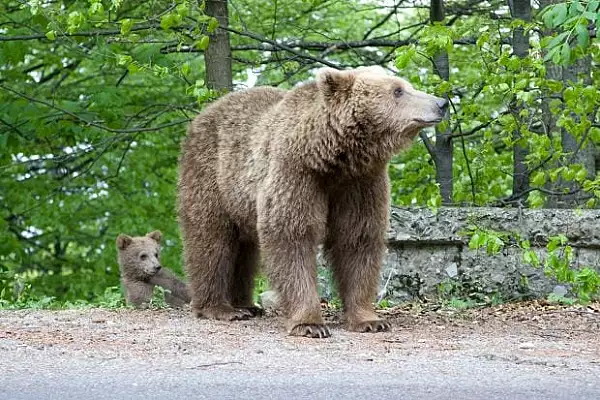 Motivele pentru care ursii si-au schimbat radical comportamentul, preferand orasele in locul padurilor. STUDIU