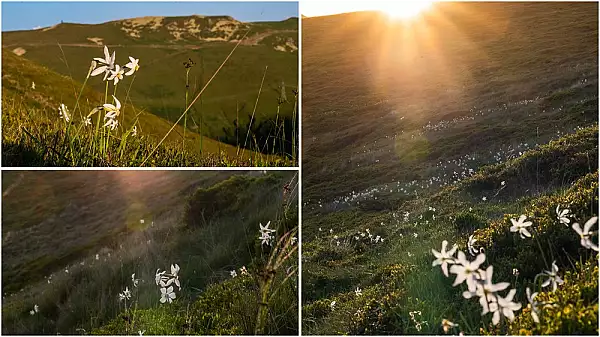 Muntele cu narcise salbatice din Pasul Valcan. Comorile naturii ascunse in trecatoarea Carpatilor VIDEO