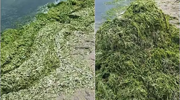Munti de alge au fost stransi de la malul marii. Care sunt cele mai afectate statiuni