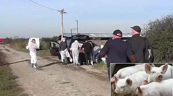 Nou focar de pesta porcina la o ferma din Arad. DSVSA a confirmat existenta a 34 de focare de pesta porcina africana in judet