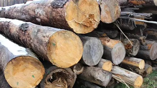 Noua METODA de furat lemne din padurile Romaniei: Ce au descoperit inspectorii Garzii Forestiere