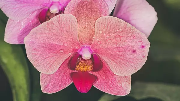Nu stii ce sa-i daruiesti iubitei tale? Orhideea Vanda - cea mai frumoasa dintre flori (P)