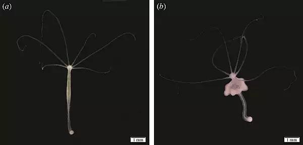 O creatura nemuritoare poate produce o forma contagioasa de cancer. Fenomenul bizar, urmarit de cercetatori