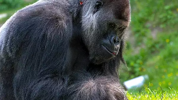 O gorila strabunica a fost eutanasiata. Avea 59 de ani 