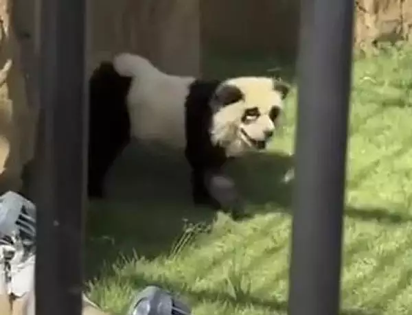 O gradina zoologica din China a vopsit caini si i-a prezentat drept ursi panda, pentru a atrage vizitatori