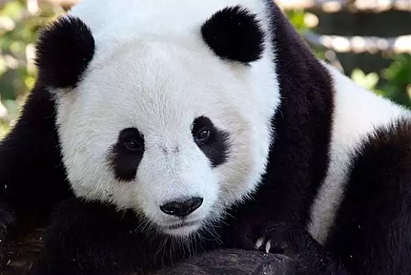 O gradina zoologica din Finlanda trimite doi ursi panda inapoi in China, dand vina pe inflatie 