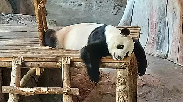 O gradina zoologica din Finlanda trimite inapoi in China doi panda si da vina pe inflatie 