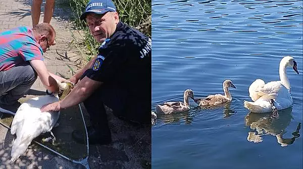 O lebada cu pui, care se agatase intr-un carlig de pescuit pe Lacul Neptun, a fost salvata de jandarmi