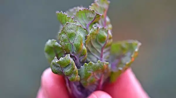 O noua leguma cultivata in Romania. Un buzoian revolutioneaza bucataria nationala