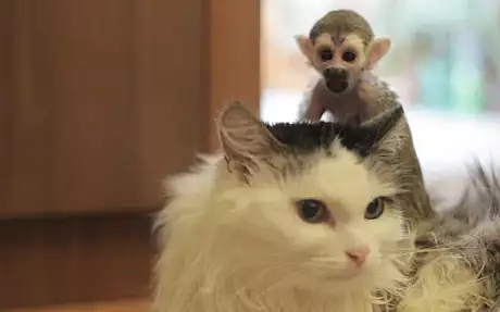 O pisica a adoptat un pui de maimuta dupa ce mama acestuia l-a abandonat